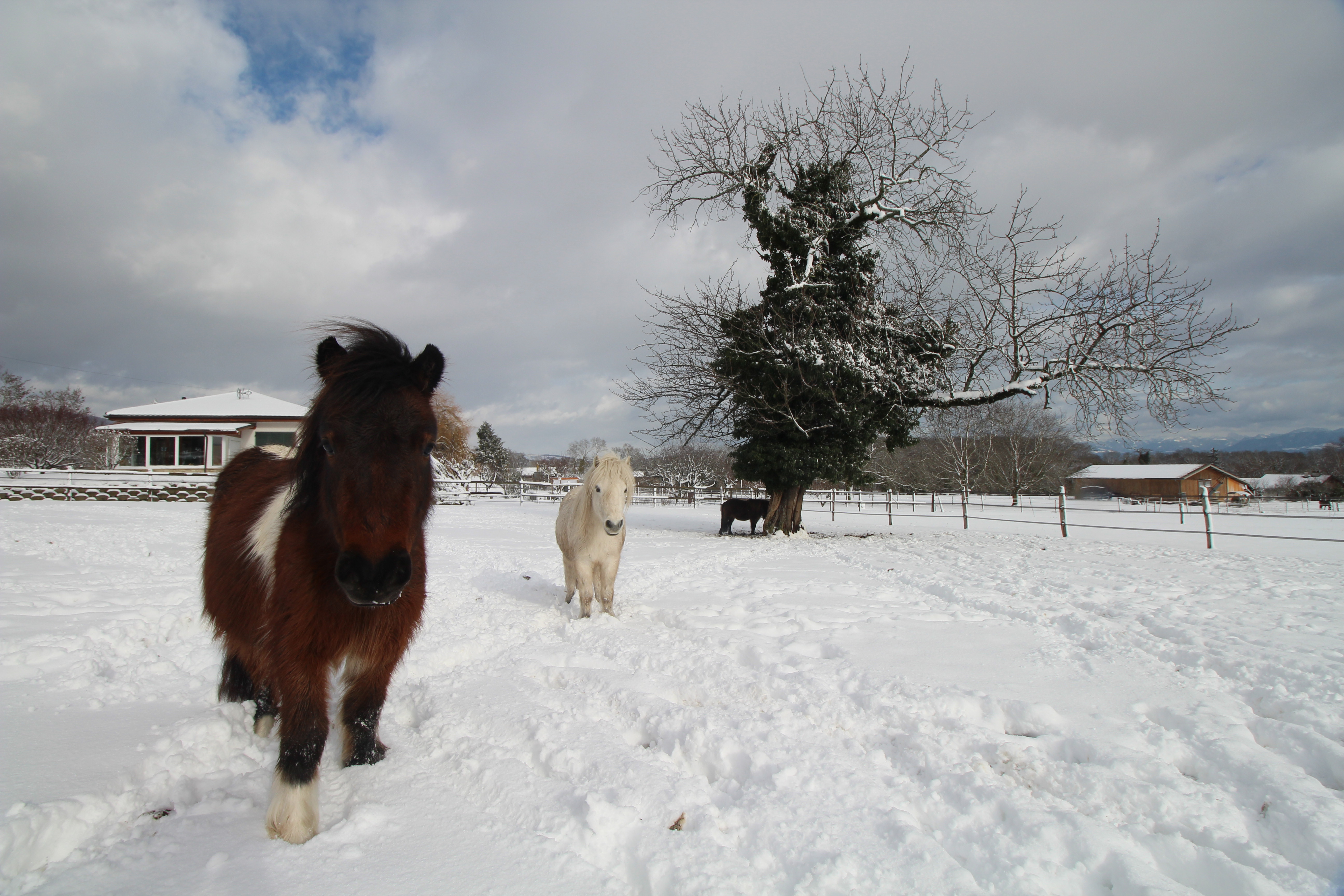 Poneys Poneys