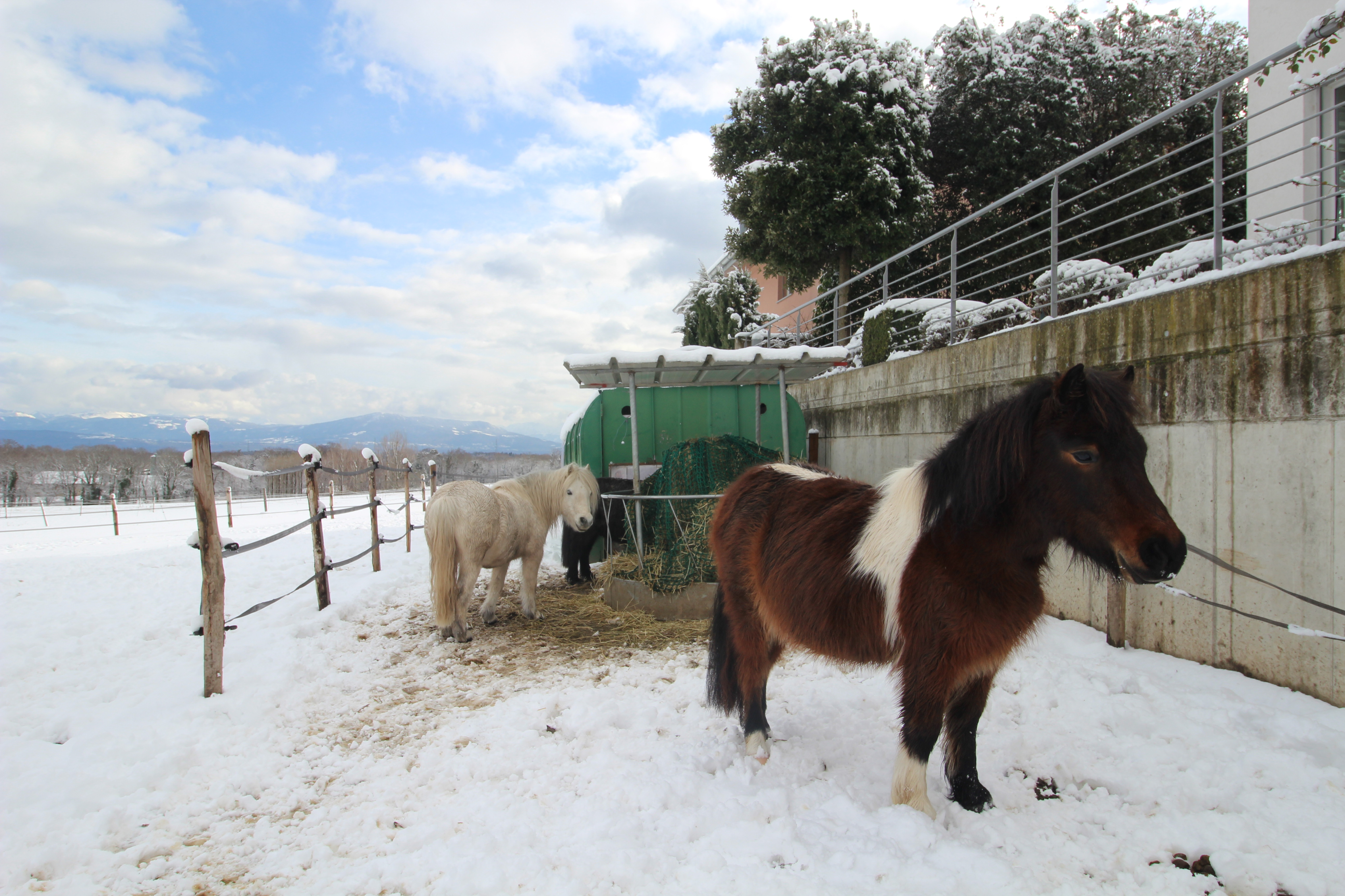 Poneys2 Poneys2